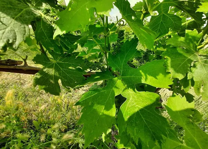 Agriturismo Andreis Alloggi